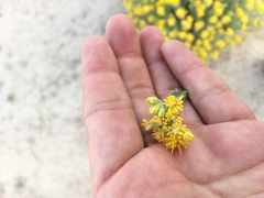 Isocoma hartwegii