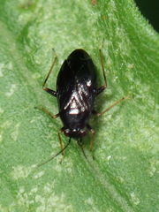 Slaterocoris
