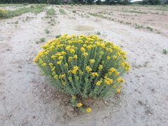 Isocoma hartwegii