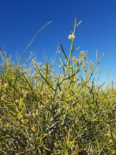 Acacia microcalyx