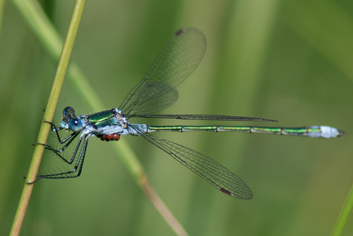 Common Spreadwing, photo 6 of 7