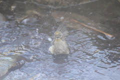 Setophaga coronata coronata × auduboni