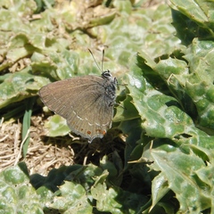 Satyrium esculi
