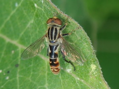 Anasimyia