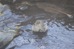 Setophaga coronata coronata × auduboni