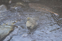 Setophaga coronata coronata × auduboni