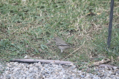 Haemorhous mexicanus