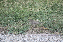 Haemorhous mexicanus