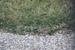 Haemorhous mexicanus
