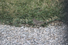 Haemorhous mexicanus