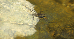 Aquarius chilensis