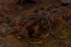 Yunnan Small Narrow-Mouthed Frog photo 2