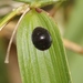 Black Olive Scale - Photo (c) James Bailey, some rights reserved (CC BY-NC), uploaded by James Bailey