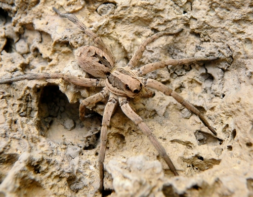 Lycosa munieri