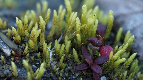 Pohlia proligera