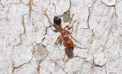 Podomyrma gratiosa