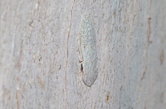 Ledromorpha planirostris