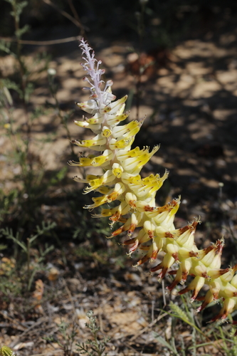 Lachenalia ventricosa