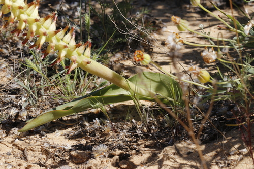 Lachenalia ventricosa