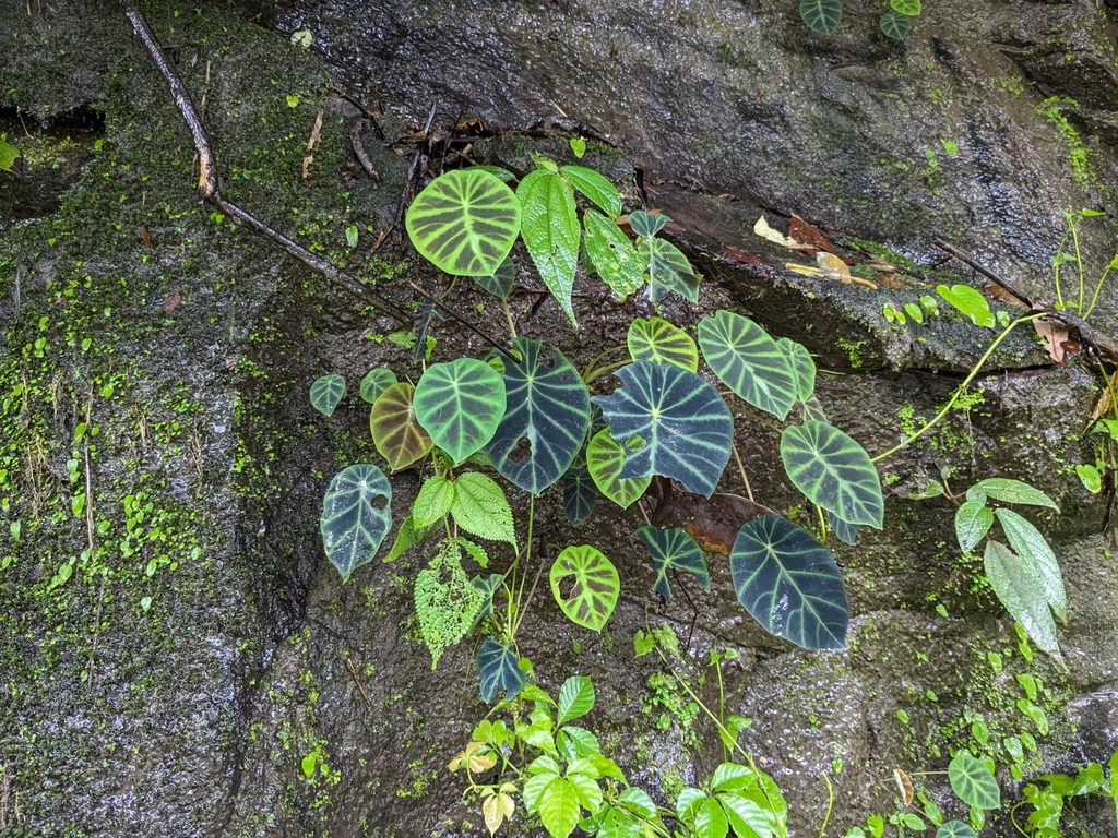 Remusatia pumila (Pygmy Elephant Ear)