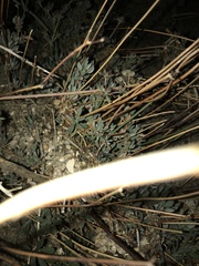 Eriogonum fasciculatum polifolium