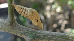 Papilio demoleus