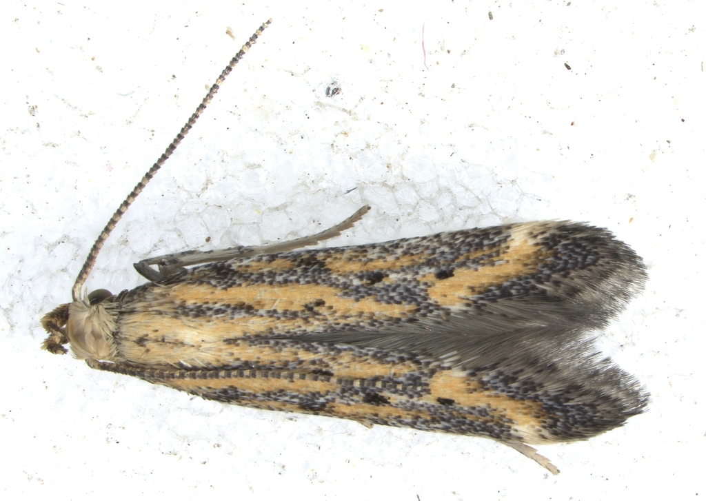 Metzneria diffusella