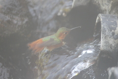 Selasphorus sasin sedentarius