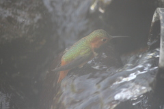 Selasphorus sasin sedentarius