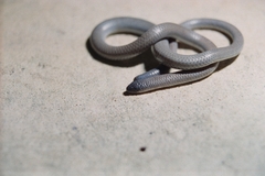 Pink-Tailed Worm Lizard photo 2