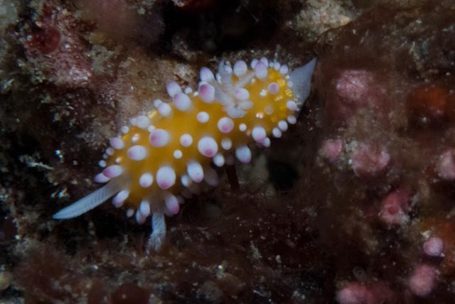 Sunburst Ray Dorid