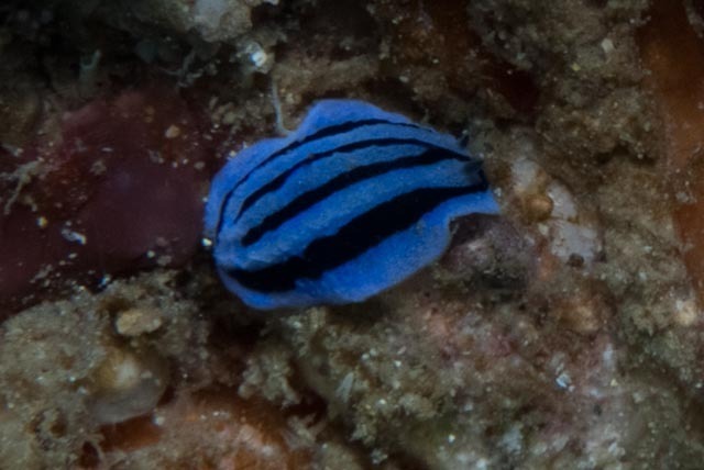 Anne's Phyllidiopsis