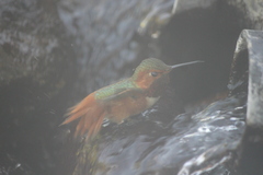 Selasphorus sasin sedentarius