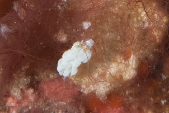 White Anemone Eater