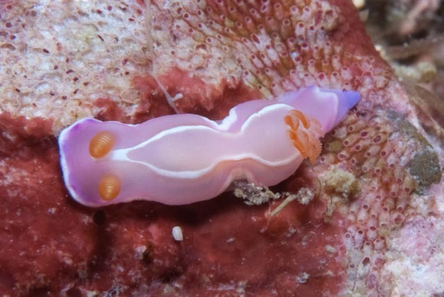 Verconia alboannulata