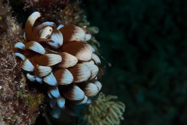 Phyllodesmium kabiranum