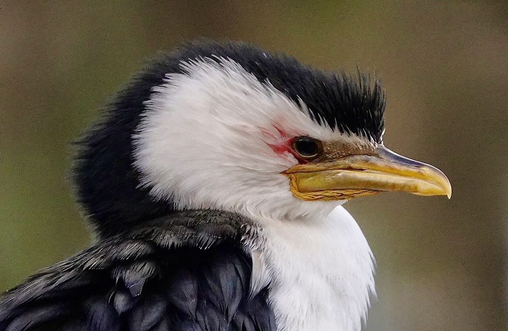 Close view of a little pied cormorant head with a black crest, white face and yellow bill