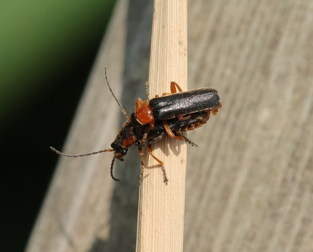 Cantharis nigra from Oudalle, France on June 27, 2023 at 1053 AM by