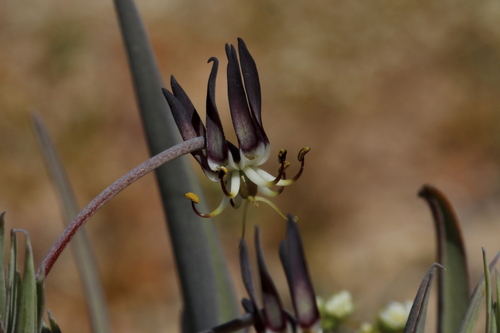Image of Ornithoglossum vulgare by (c) Karen Eichholz, some rights reserved (CC BY)
