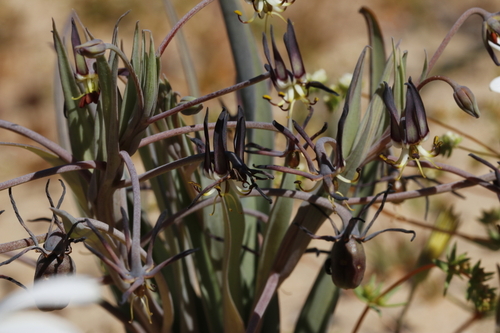 Image of Ornithoglossum vulgare by (c) Karen Eichholz, some rights reserved (CC BY)