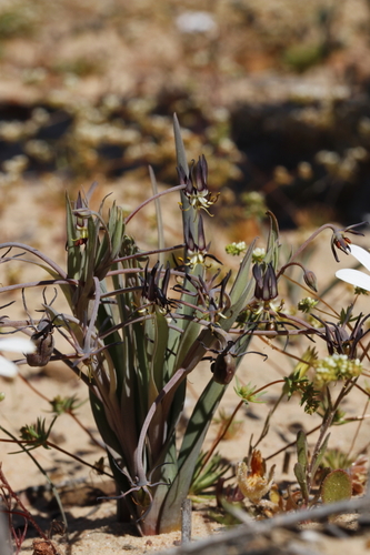 Image of Ornithoglossum vulgare by (c) Karen Eichholz, some rights reserved (CC BY)