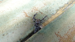 Bavia sexpunctata