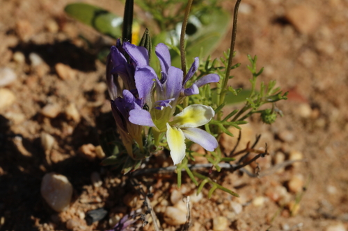 Image of Babiana mucronata by (c) Karen Eichholz, some rights reserved (CC BY)