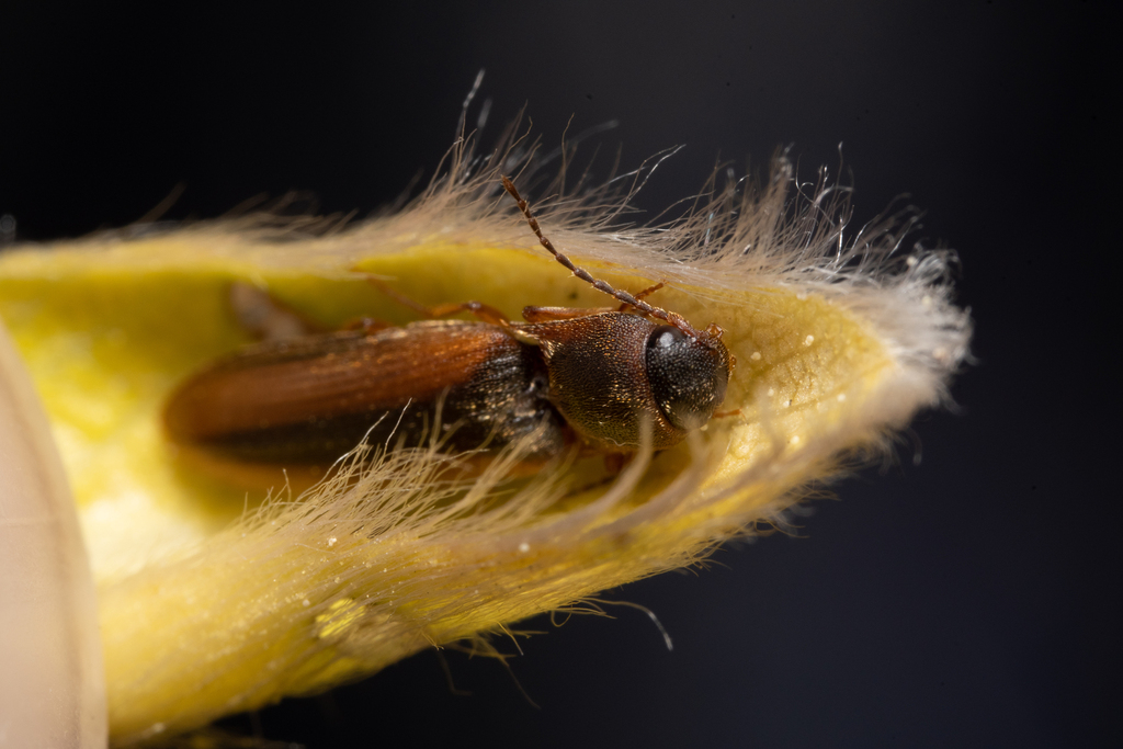 margined click beetle, photo 1 of 10