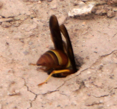 Euodynerus crypticus