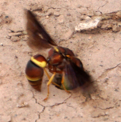 Euodynerus crypticus