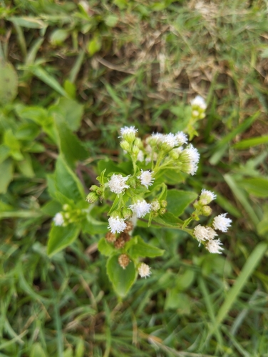 billygoat weed