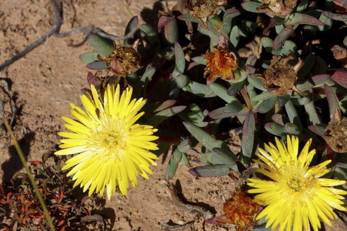 Image of Hairless Brightfig (Lampranthus glaucus) by (c) Karen Eichholz, some rights reserved (CC BY)