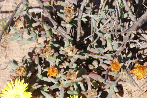 Image of Lampranthus glaucus by (c) Karen Eichholz, some rights reserved (CC BY)