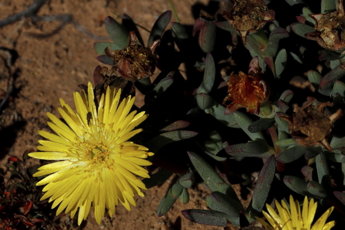 Image of Hairless Brightfig (Lampranthus glaucus) by (c) Karen Eichholz, some rights reserved (CC BY)